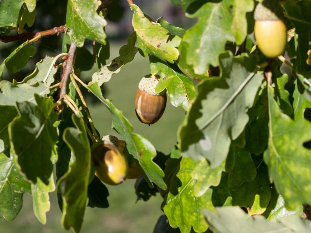 Reves De Bois Βίλα Loubeyrat Εξωτερικό φωτογραφία